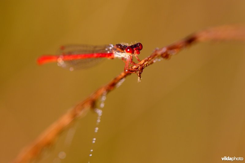 Rood juffertje