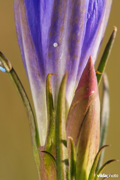 Eitjes van het Gentiaanblauwtje op Klokjesgentiaan