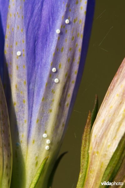 Eitjes van het Gentiaanblauwtje op Klokjesgentiaan