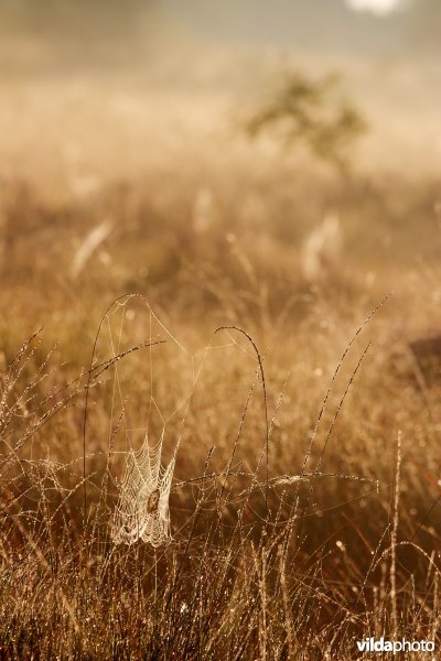 Spinneweb in het ochtendlicht
