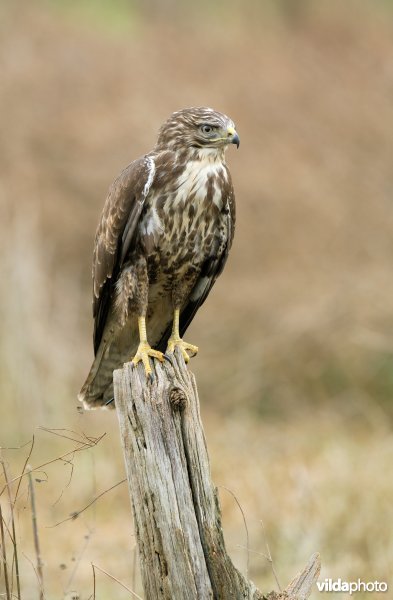 Buizerd op weidepaal