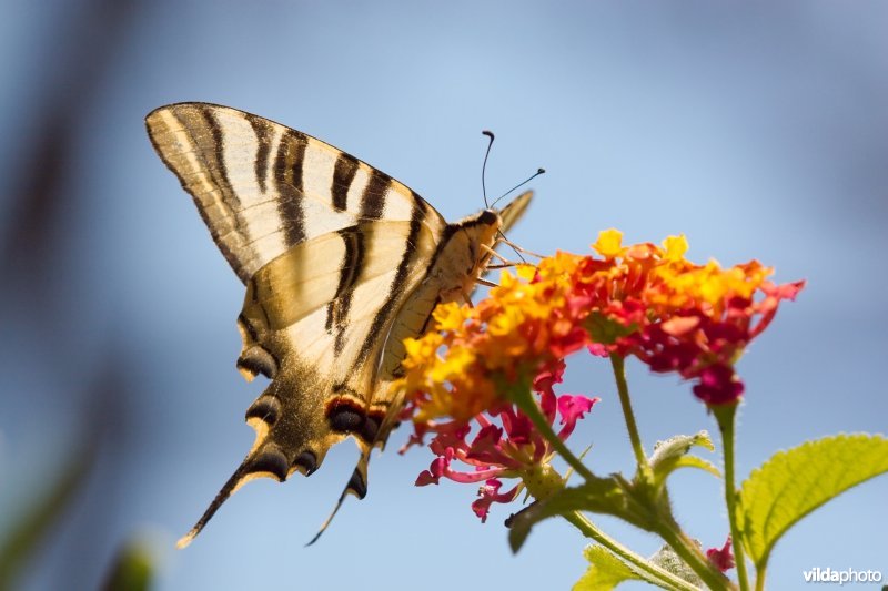 Drinkende Zuidelijke koningspage