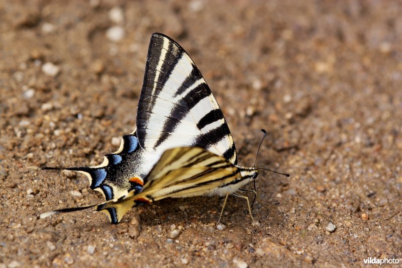 Zuidelijke koningspage