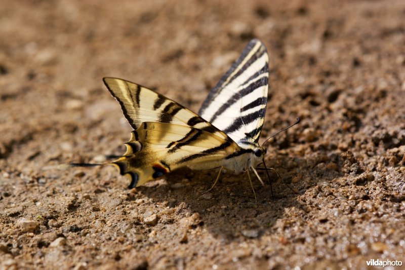Zuidelijke koningspage