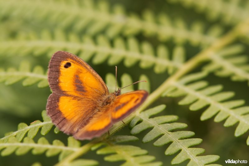 Een mannelijk Oranje zandoogje