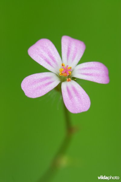 Een delicaat bloemetje in het bos