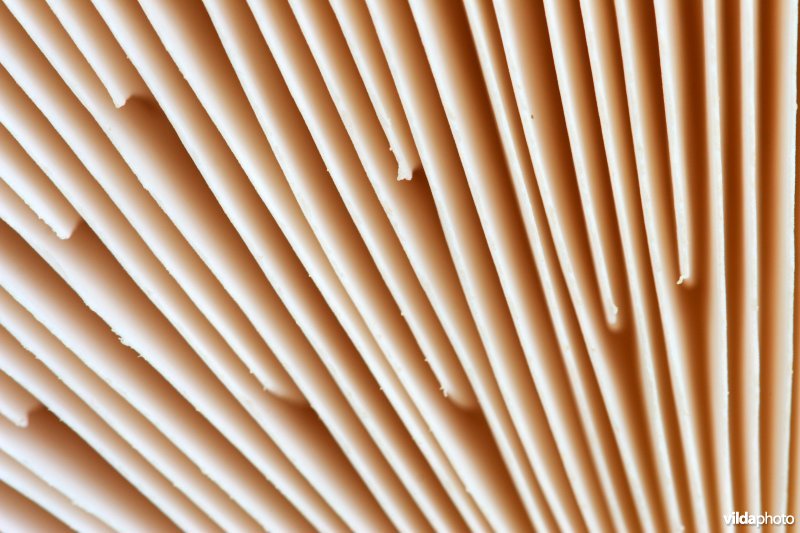 Detail van een plaatjeszwam