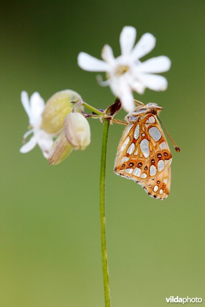 Kleine parelmoervlinder