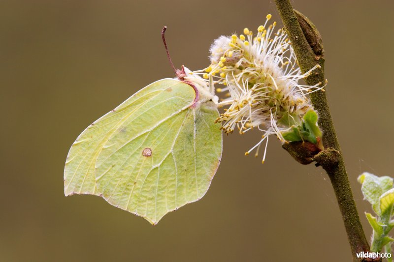 Citroenvlinder op wilgekatje