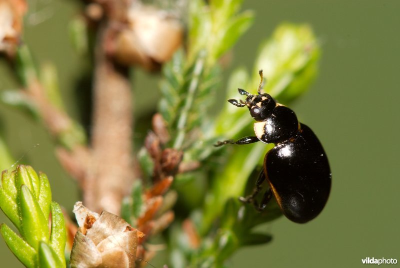 Hiërogliefenlieveheersbeestje op heide