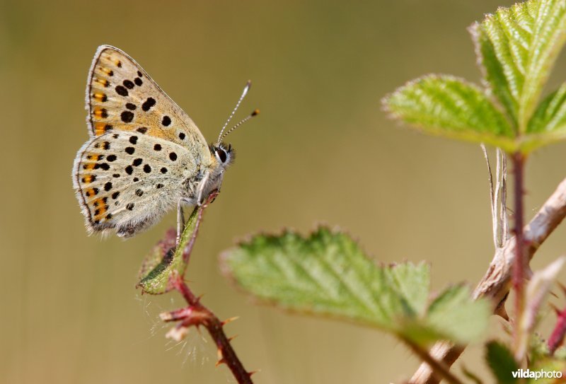 Mannetje van de Bruine vuurvlinder