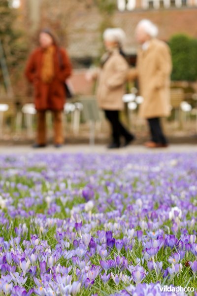 Krokussen in de Kruidtuin van Leuven