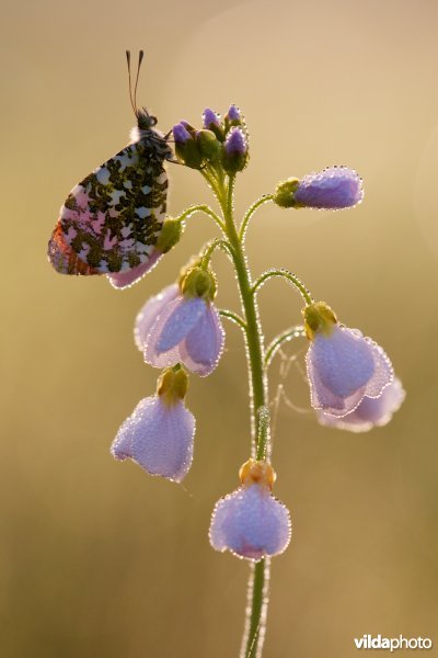 Een Oranjetipje op zijn waardplant