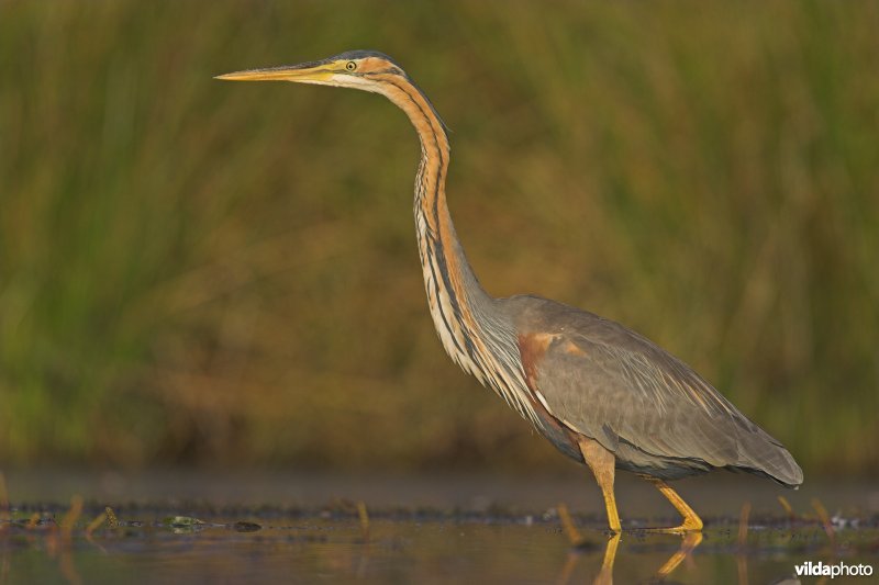 Aandachtige Purperreiger