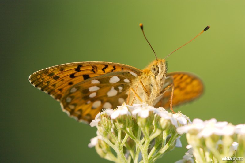 Grote parelmoervlinder