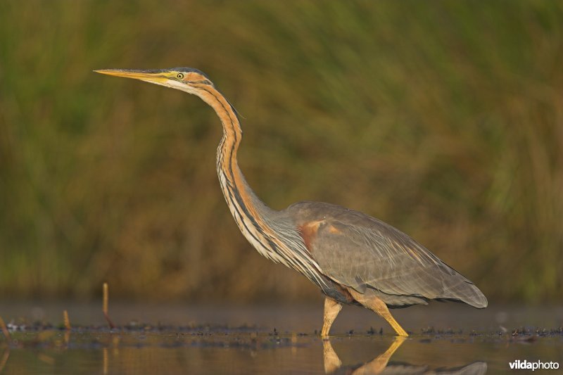 Fouragerende Purperreiger