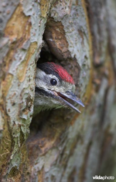 Jong van Grote bonte specht bedelend