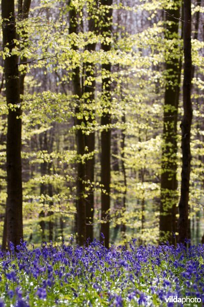 Frisgroene beuken