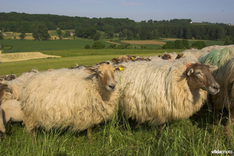 Mergellandschapen