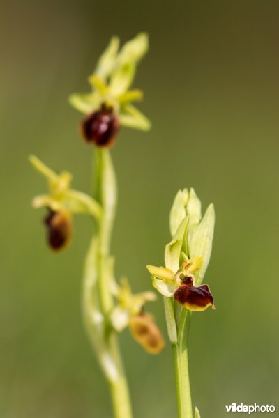 Spinnenorchis