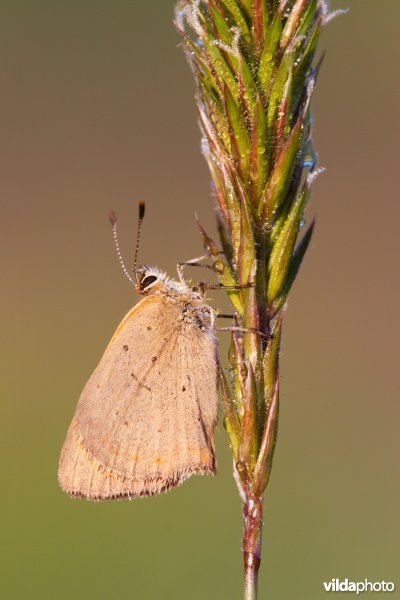 Kleine vuurvlinder op gewoon reukgras