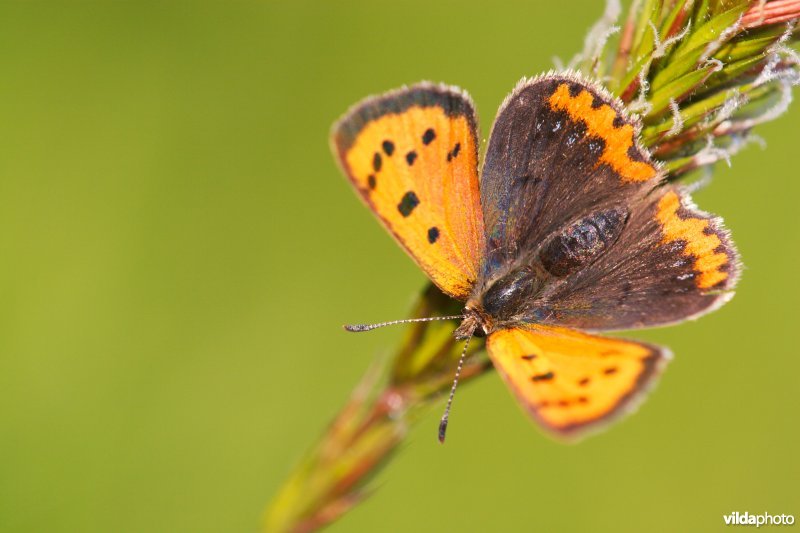 Kleine vuurvlinder op gewoon reukgras