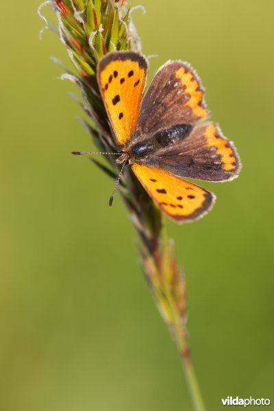 Kleine vuurvlinder op gewoon reukgras