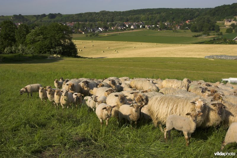 Kudde Mergellandschapen