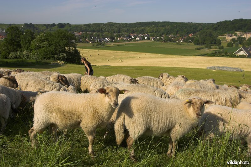 Mergellandschapen