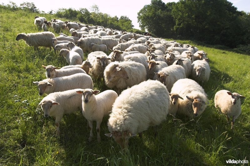 Kudde Mergellandschapen