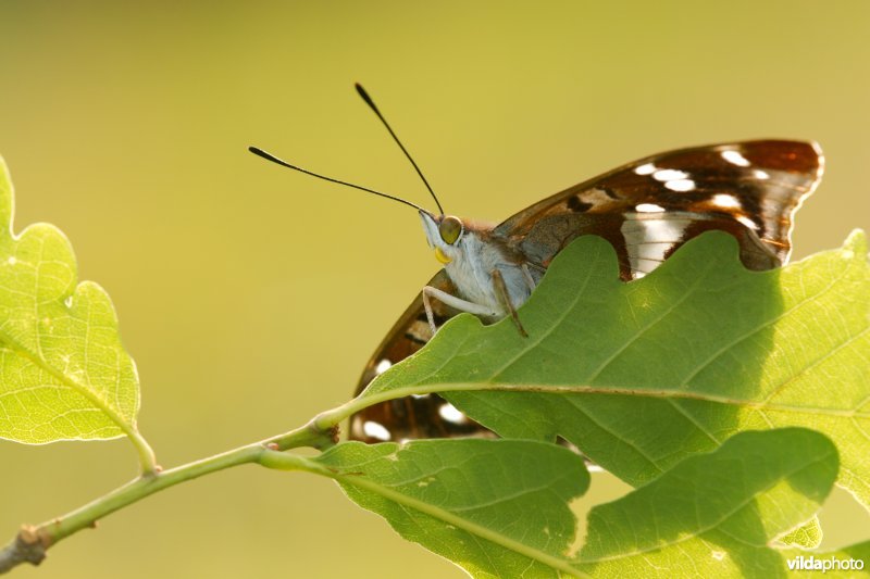 Zonnende vlinder in tegenlicht
