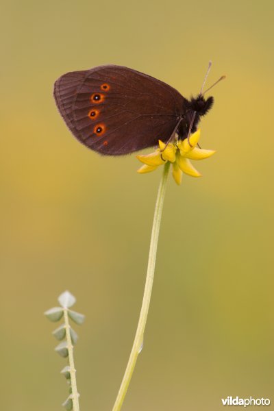 Voorjaarserebia