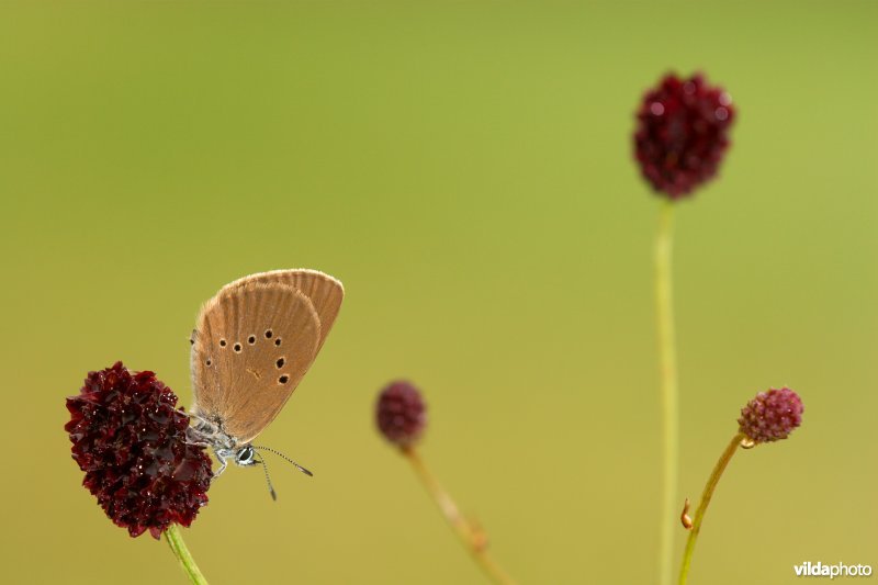 Donker pimpernelblauwtje op Grote pimpernel