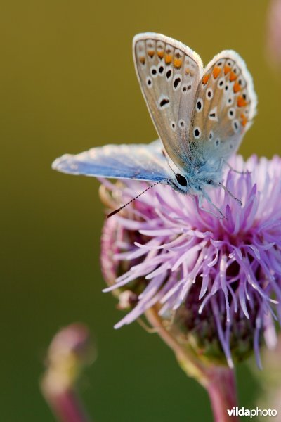 Blauwtje op een distel