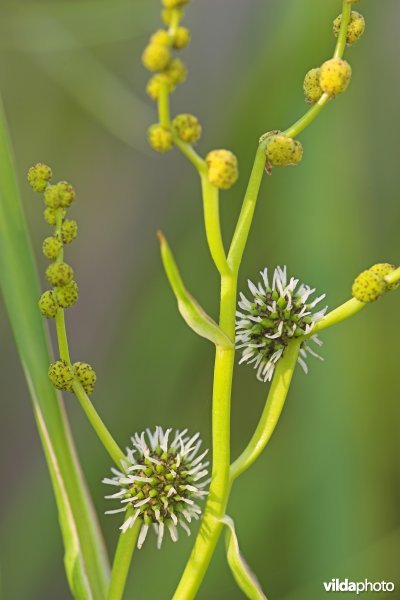 Grote egelskop