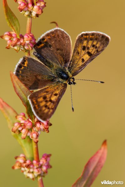 Bruine vuurvlinder