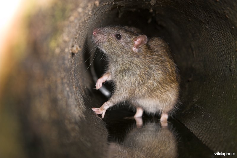 Bruine rat inspecteert riool