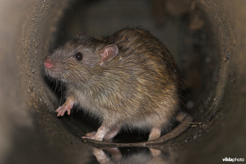 Bruine rat