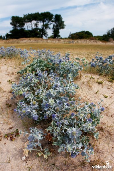 Flora van de Bretoense kustduinen