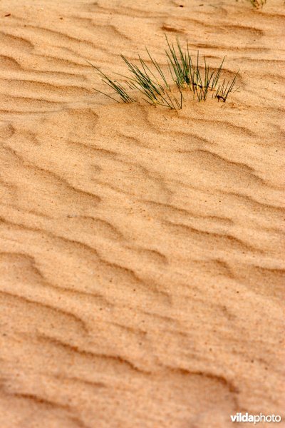 Ribbels in het zand van een landduin