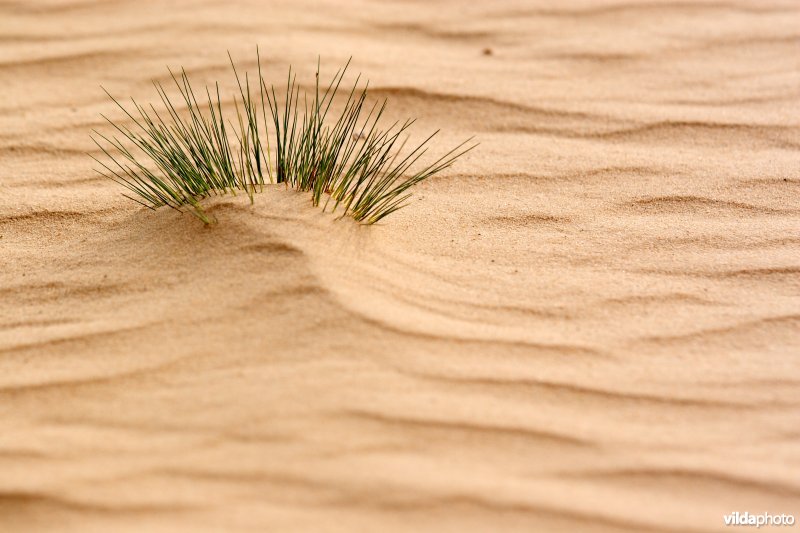 Zandribbels op een stuifduin