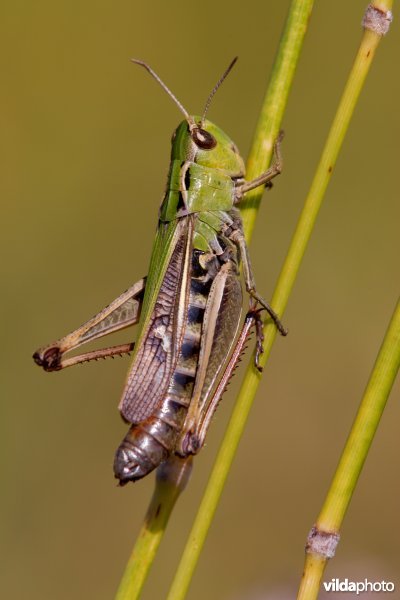Zoemertje