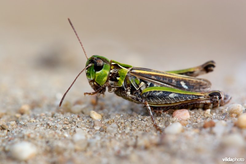 Knopsprietje