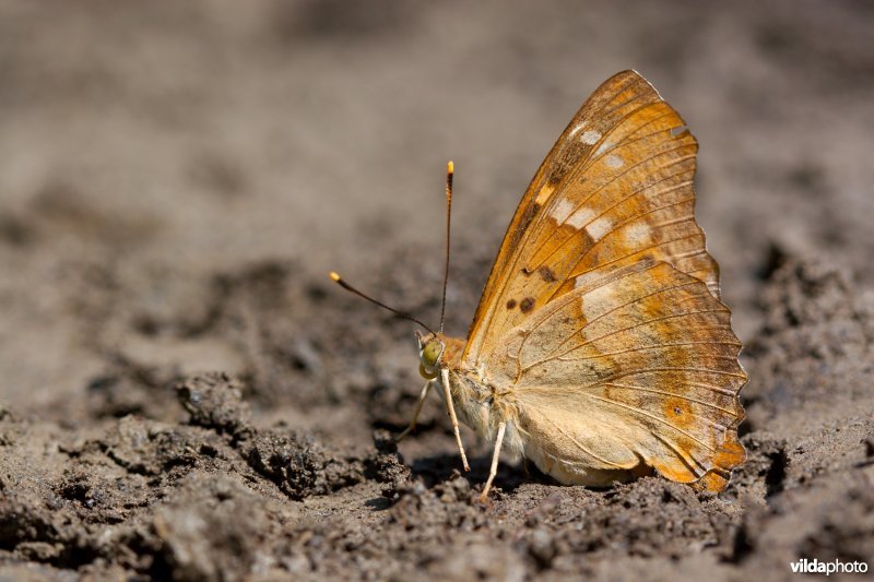 Kleine weerschijnvlinder