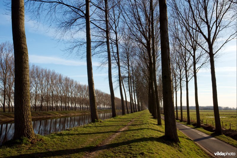 Bomenrijen langs de Damse vaart