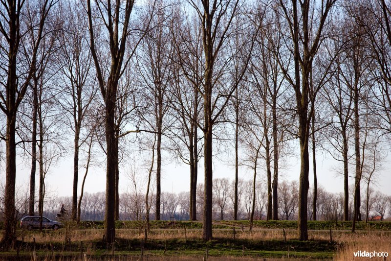 Bomenrij langsheen de Damse vaart