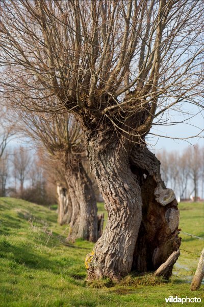 Knotwilgen op een rij