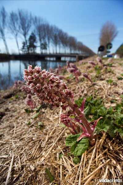 Groot hoefblad langs de Damse vaart