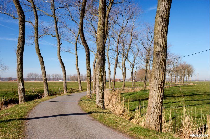 Bomenrijen langs een kronkelend wegje