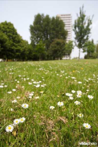 Gazon in een Brussels parkje